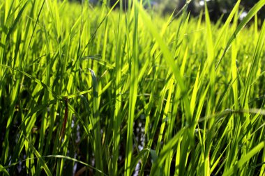 Yeşil pirinç beautifful pirinç tarlaları