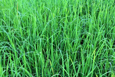 Yeşil pirinç beautifful pirinç tarlaları