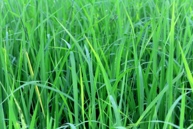 Yeşil pirinç beautifful pirinç tarlaları