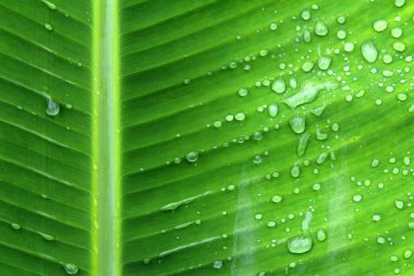 muz yaprakları ve damla su muz yaprakları arka plan