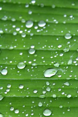 muz yaprakları ve damla su muz yaprakları arka plan