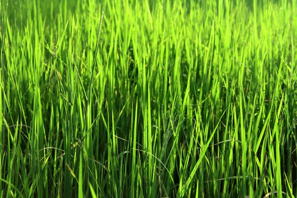 Yeşil pirinç beautifful pirinç tarlaları — Stok fotoğraf