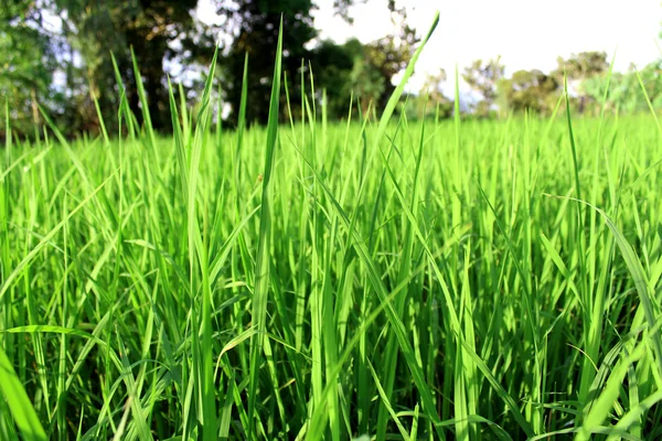 Grüner Reis verschönert Reisfelder — Stockfoto