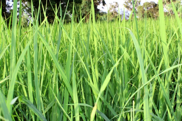 Зеленый рис красивое рисовое поле — стоковое фото