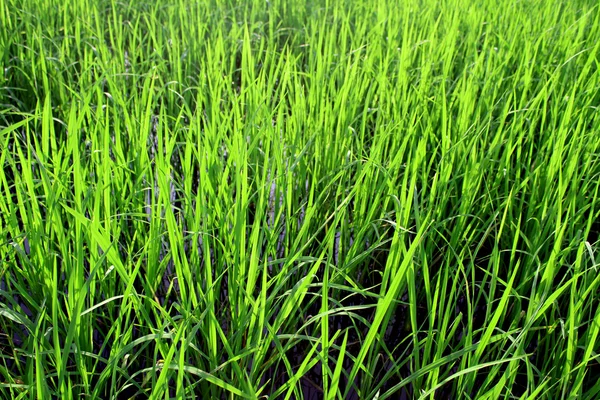 Arroz verde hermosos campos de arroz —  Fotos de Stock