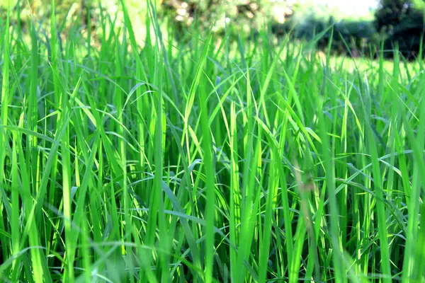 Arroz verde hermosos campos de arroz —  Fotos de Stock