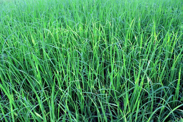 Beautifful zelená rýže rýžová pole — Stock fotografie