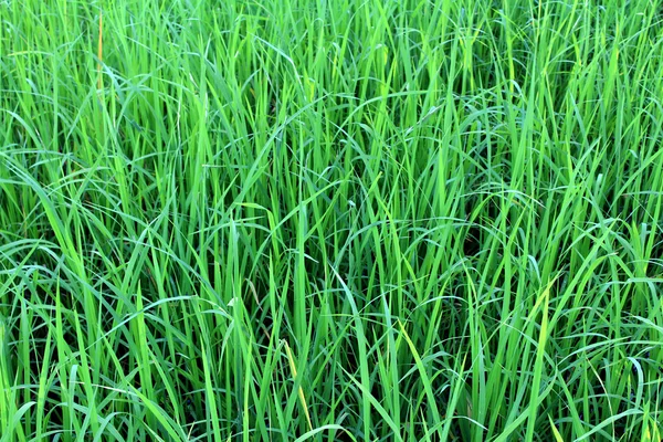 Green rice beautifful rice fields — Stock Photo, Image