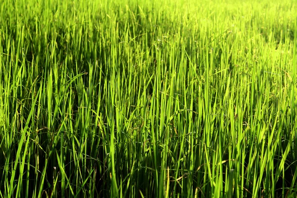 Közel van a tengerhez zöld rizs rizsföldeken — Stock Fotó