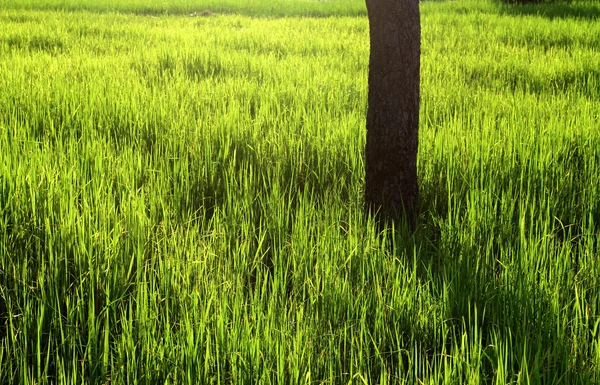 Pól ryżowych ryżu zielony beautifful — Zdjęcie stockowe