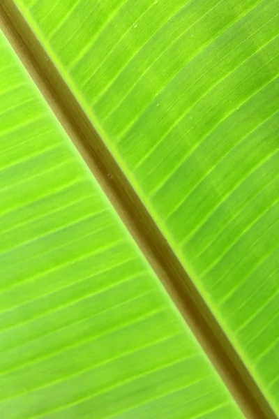 Feuilles de banane et goutte d'eau Feuilles de banane fond — Photo