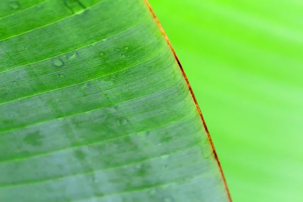 Feuilles de banane et goutte d'eau Feuilles de banane fond — Photo