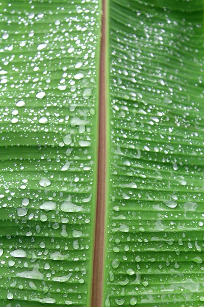Банановые листья и капли воды Банановые листья — стоковое фото