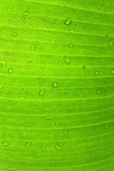 Folhas de banana e gota de água Banana folhas fundo — Fotografia de Stock