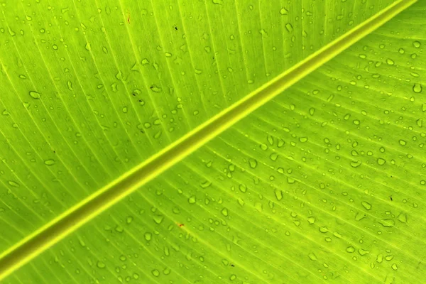 Banana leaves and drop water Banana leaves background — Stock Photo, Image