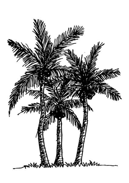 Palmiye ağacı tropikal palmiye ağaçları, siyah siluetler arka plan — Stok Vektör