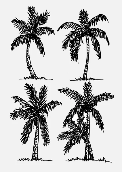 Palm tree Tropical palm trees, black silhouettes background — Stock Vector