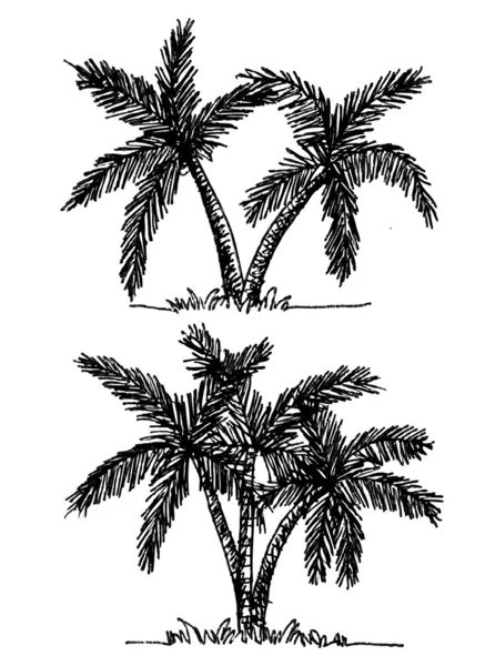 Palmeira Palmeiras tropicais, silhuetas pretas fundo — Vetor de Stock