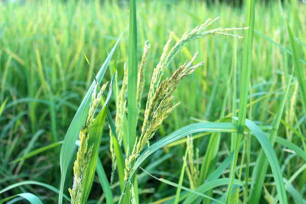 Granja de arroz —  Fotos de Stock