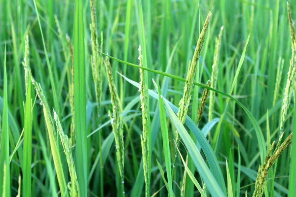 Rýže farma — Stock fotografie