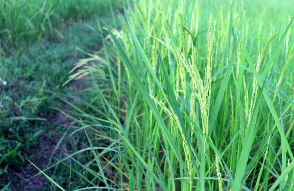 Rice farm — Stock Photo, Image