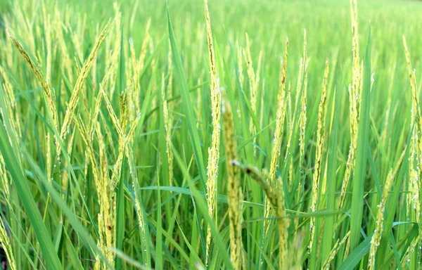 Granja de arroz —  Fotos de Stock