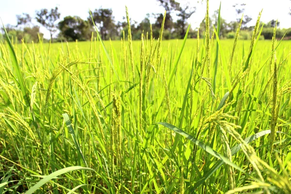 Рисовая ферма — стоковое фото