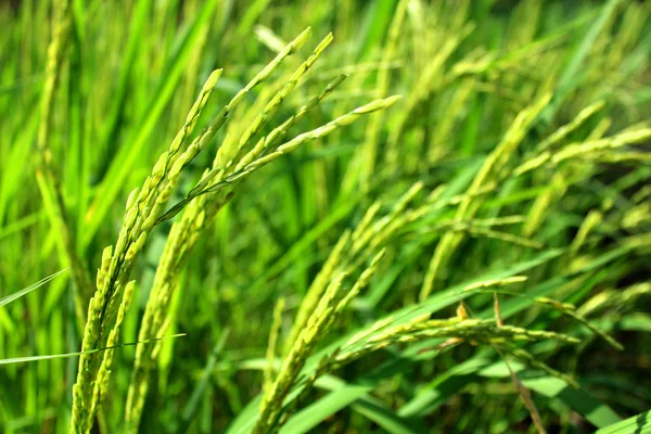 Рисовая ферма — стоковое фото