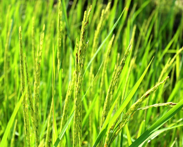 Rice farm — Stock Photo, Image