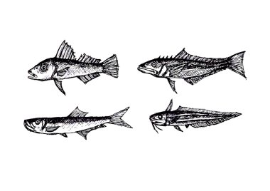 Hand drawn fish Vector illustration clipart