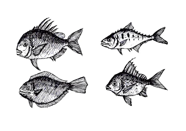 손으로 그려진된 물고기 벡터 일러스트 레이 션 — 스톡 벡터