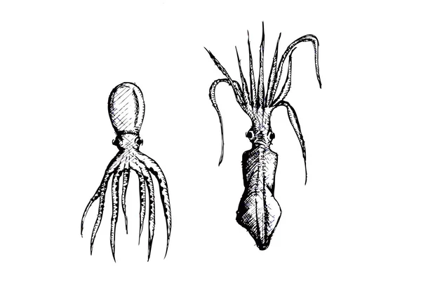 Calamares — Archivo Imágenes Vectoriales