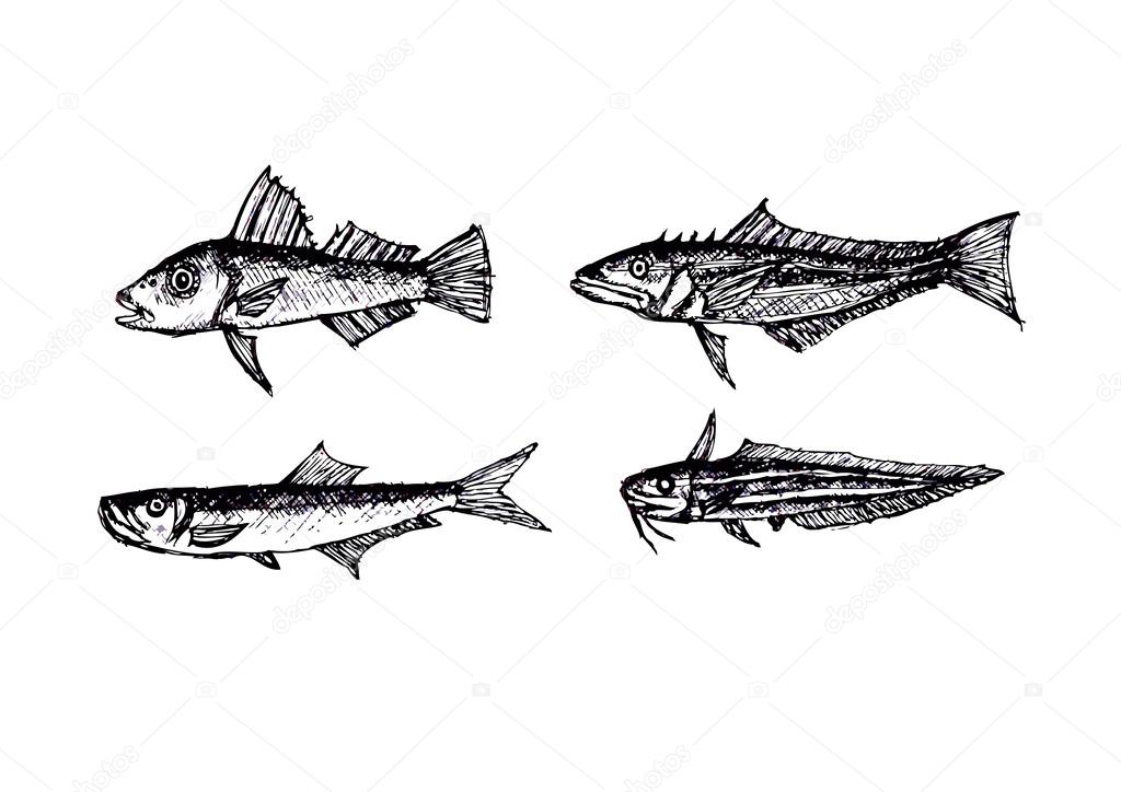 Hand drawn fish Vector illustration