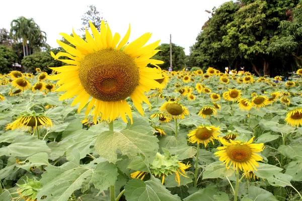 Słoneczniki w polu pole słoneczników Zdjęcia — Zdjęcie stockowe