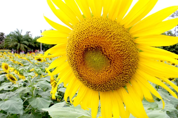 Słoneczniki w polu pole słoneczników Zdjęcia — Zdjęcie stockowe