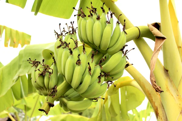 Bananes en grappe sur arbre — Photo