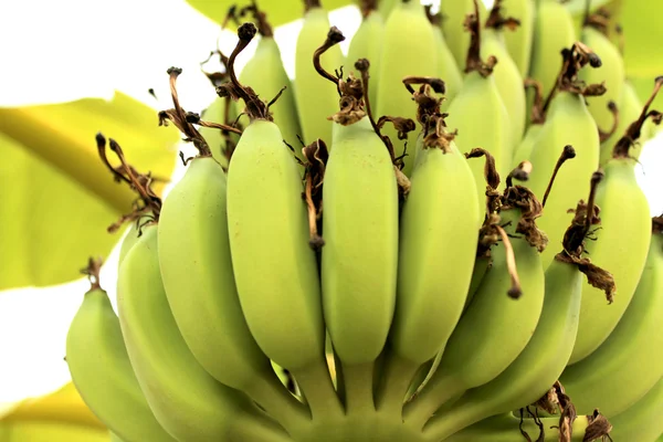 Bananes en grappe sur arbre — Photo