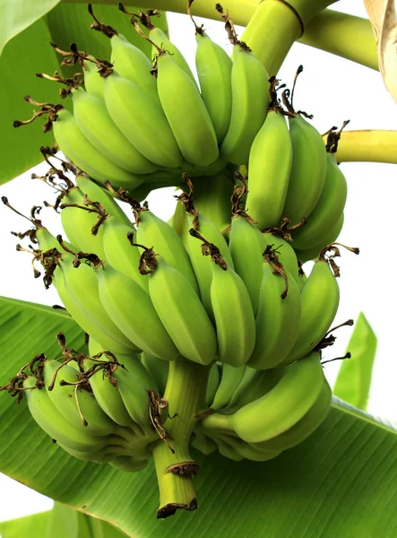 Grüne Banane junge grüne Banane auf Baum — Stockfoto