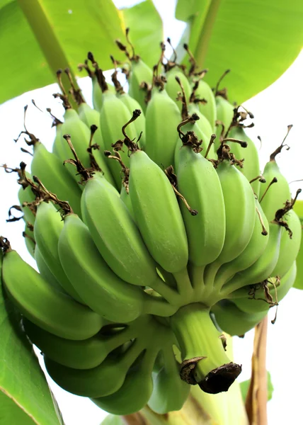 Banana verde Plátano verde joven en el árbol — Foto de Stock