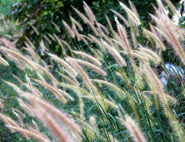 Photos of wild flowers — Stock Photo, Image