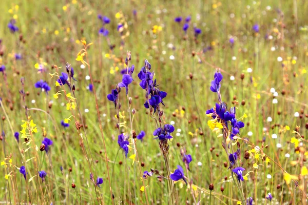 Photos of wild flowers — Stock Photo, Image