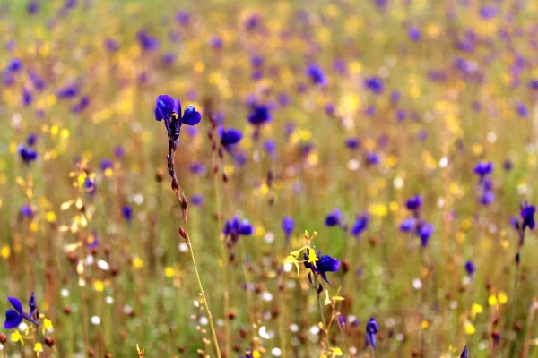 Foto's van wilde bloemen — Stockfoto