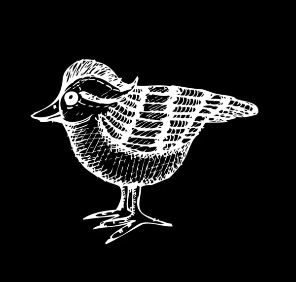 Fågel, hand-ritning — Stock vektor