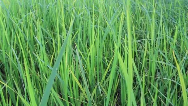 Beautiful rice fields — Stock Video