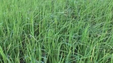 Güzel pirinç tarlaları