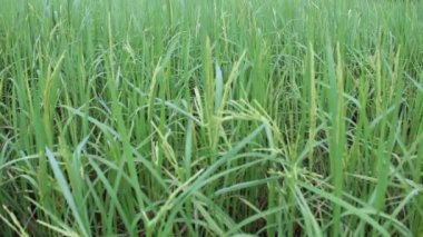 Güzel pirinç tarlaları