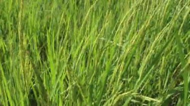 Güzel pirinç tarlaları