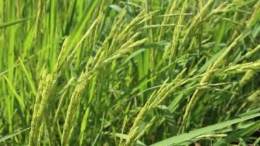 Güzel pirinç tarlaları