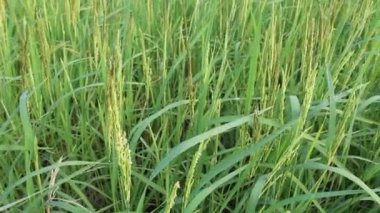 pirinç tarlaları pirinç