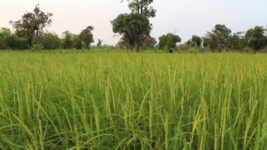 Tayland 'da yeşil pirinç tarlası